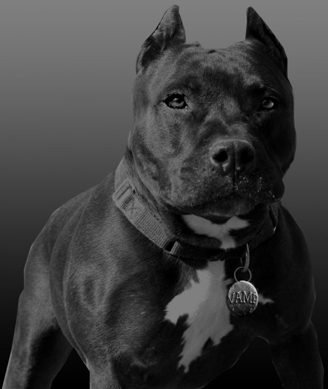 Pit Bull