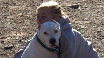 pitbulls and parolees website adoption