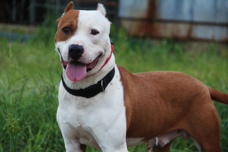 RENEGADE Villalobos Rescue Center