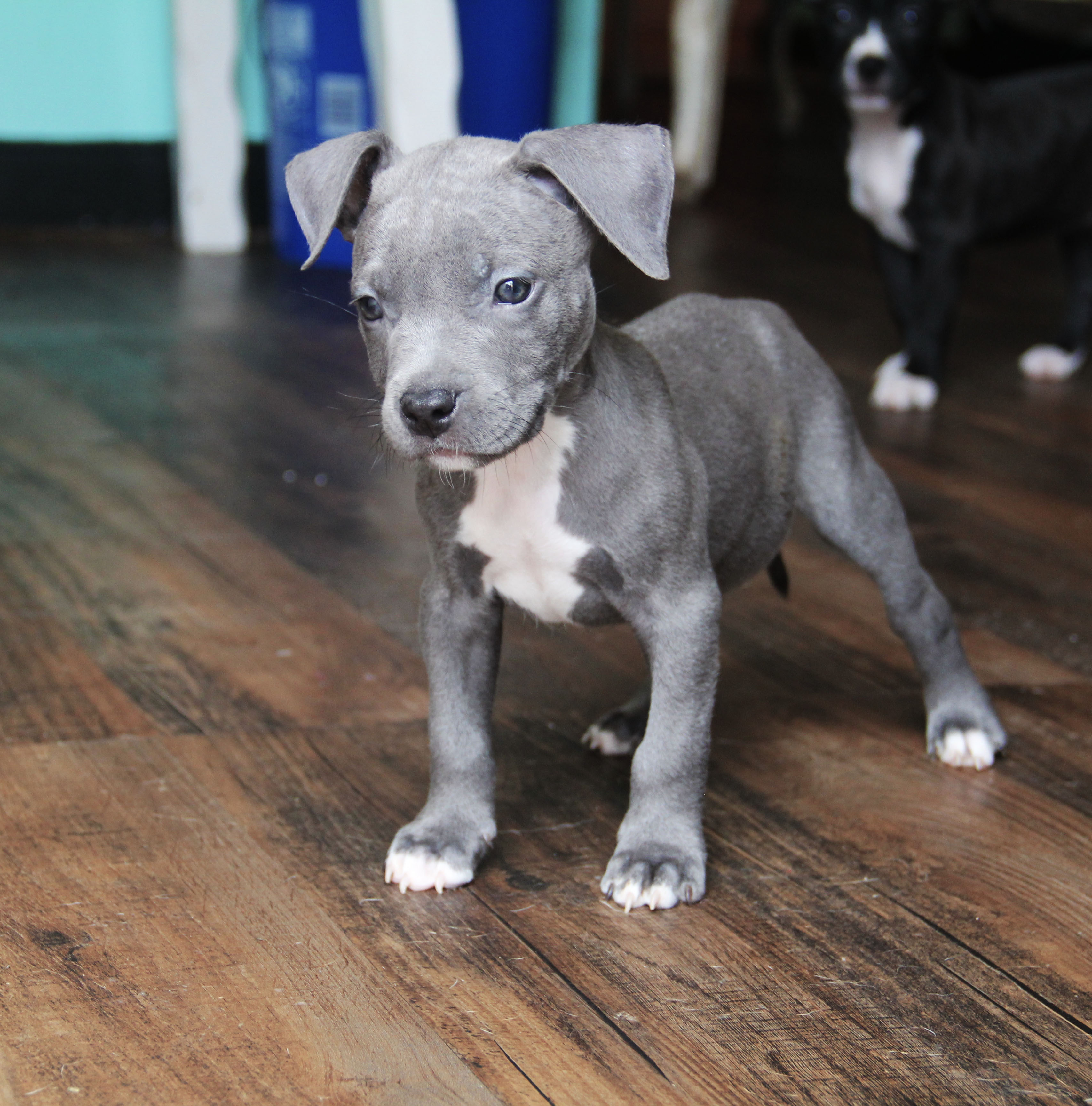 pitbull puppies for sale in va