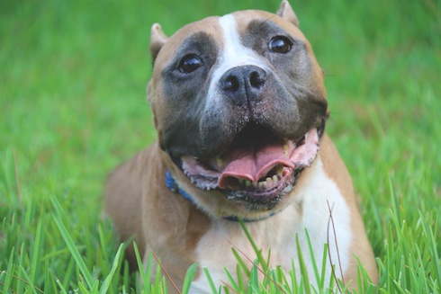 pitbulls and parolees website adoption