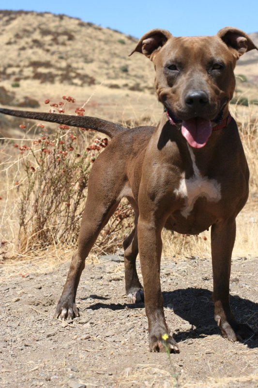 Gris Gris Villalobos Rescue Center