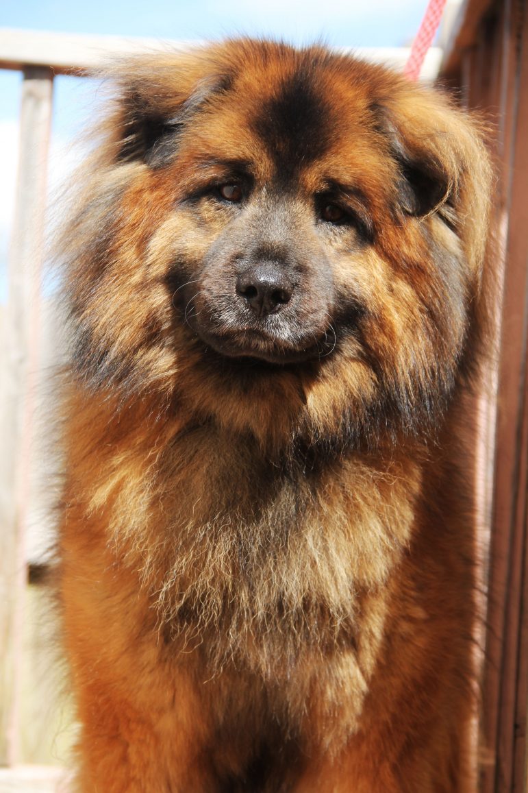 leonberger chow mix