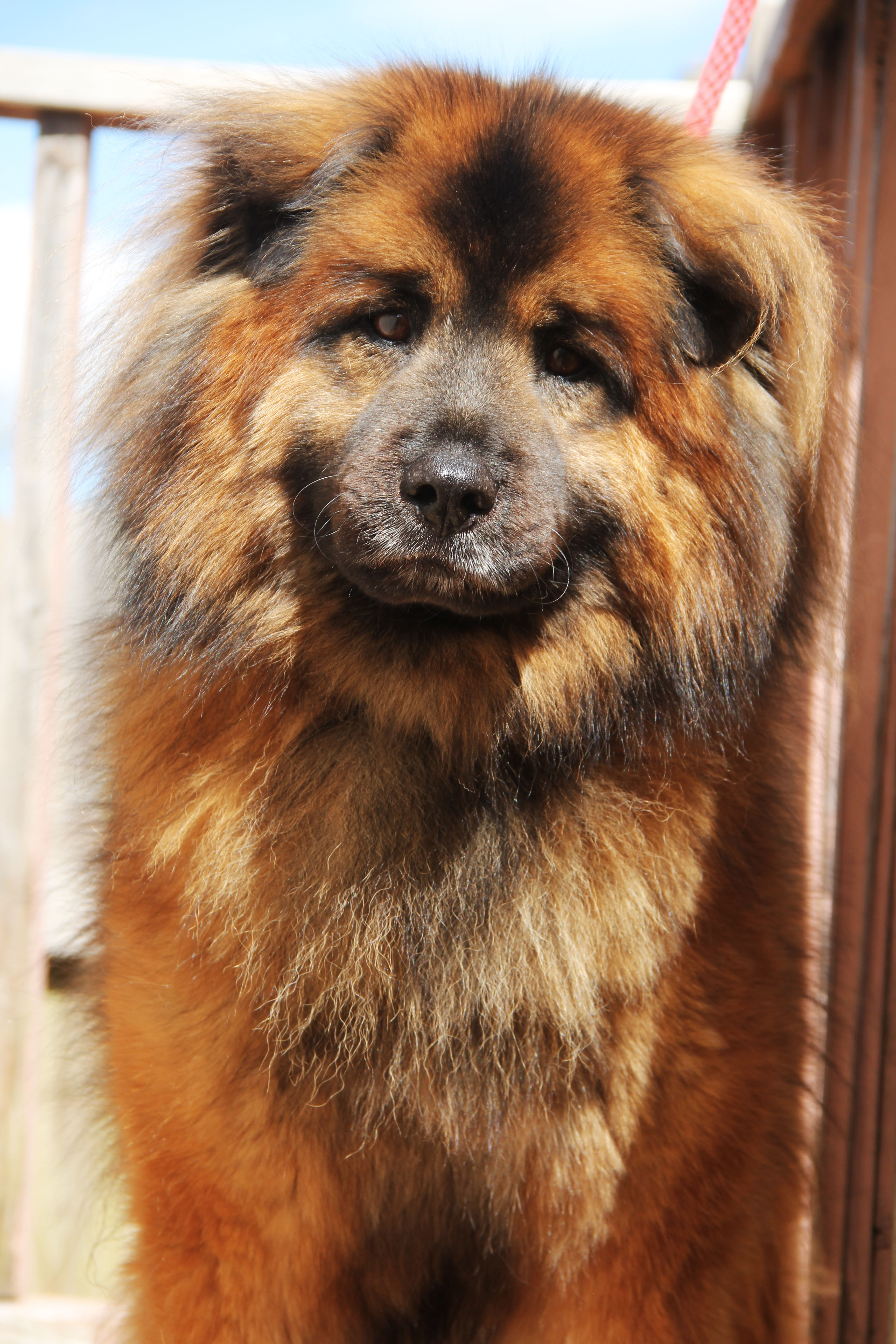 pitbull mix chow chow