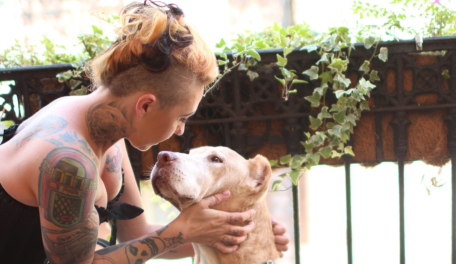 pitbulls and parolees website adoption