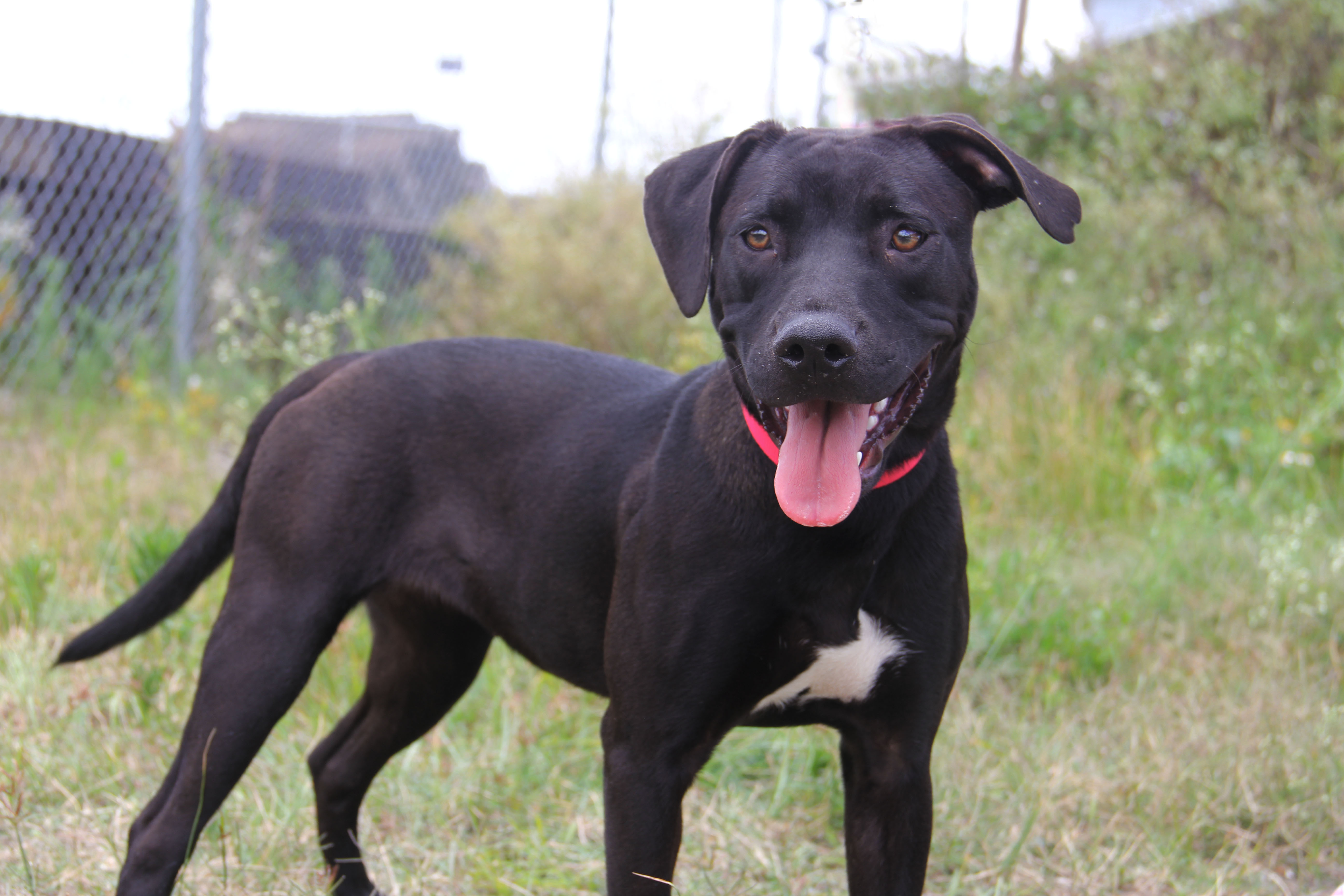 pitbull dog black puppy