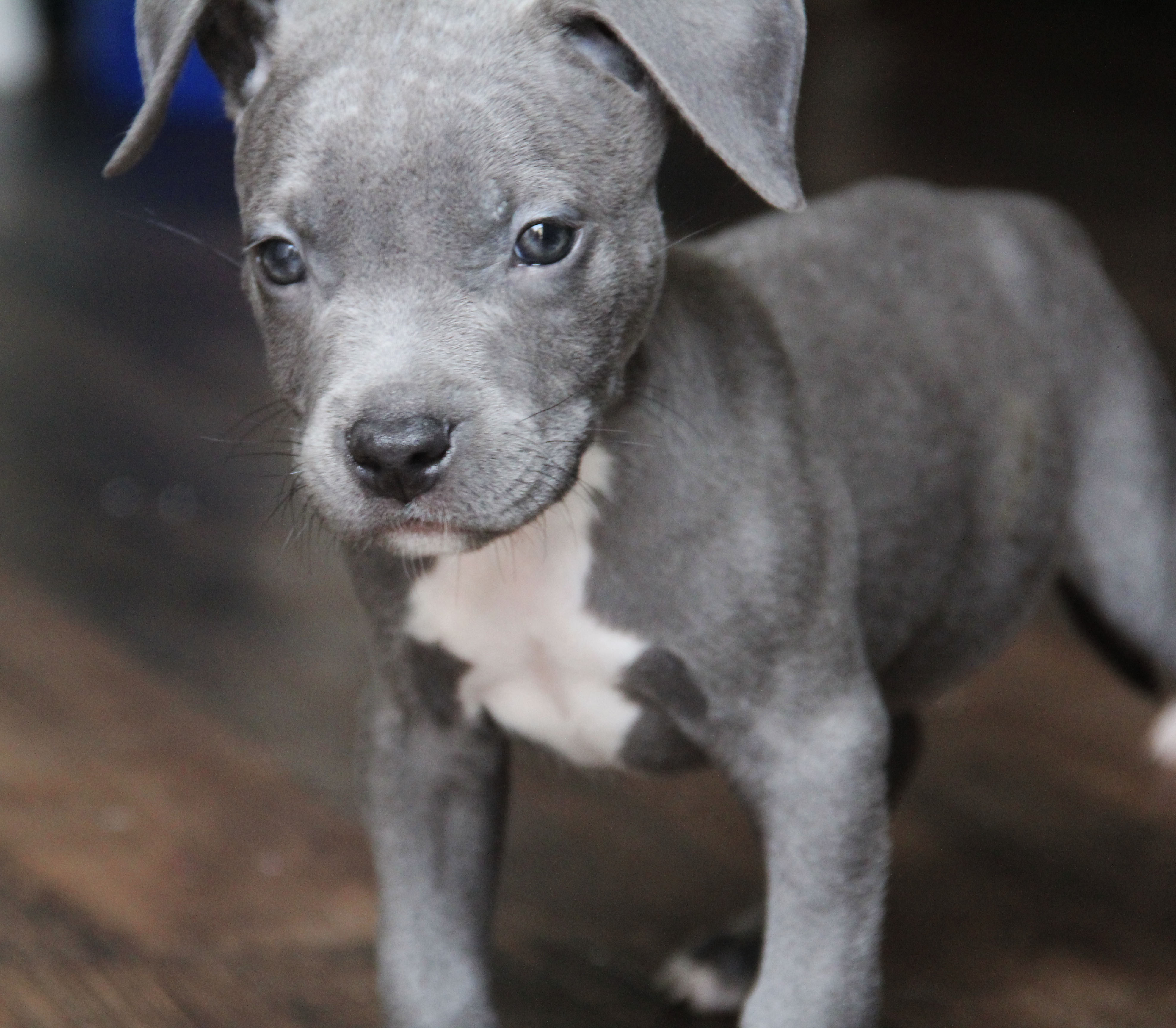 pitbulls and parolees website adoption