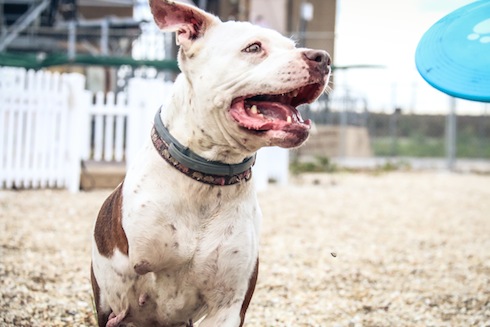 COUNTRY GIRL - Villalobos Rescue Center