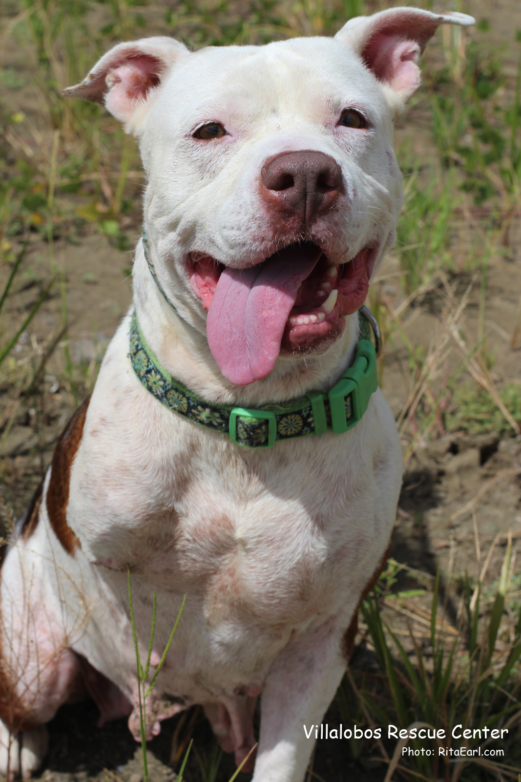 COUNTRY GIRL - Villalobos Rescue Center