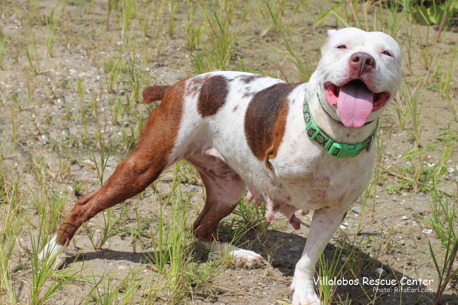 COUNTRY GIRL - Villalobos Rescue Center