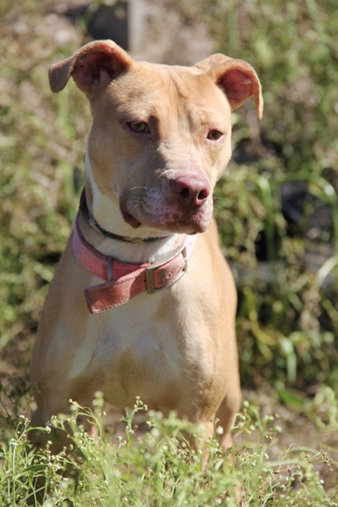 Villalobos pitbulls for adoption cheap