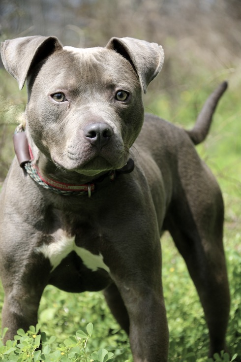 pitbulls and parolees website adoption