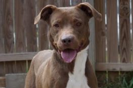 Clothing Pitbulls And Parolees Adoption Site Villalobos Rescue