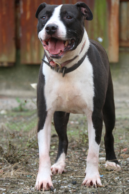 HUEY - Villalobos Rescue Center