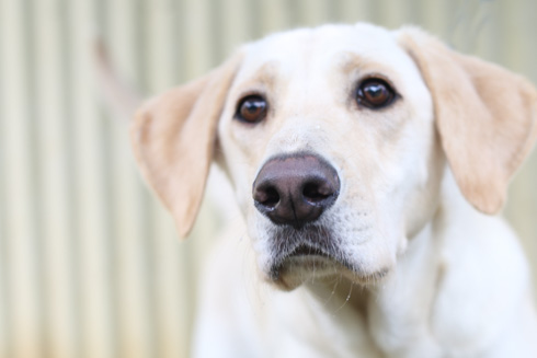 Posts - Villalobos Rescue Center