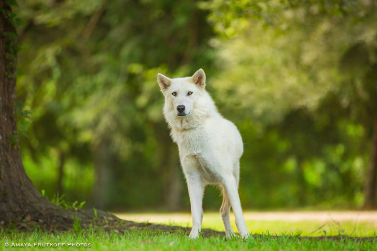 Sponsor/Virtually Adopt a VRC Dog or Cat Villalobos Rescue Center