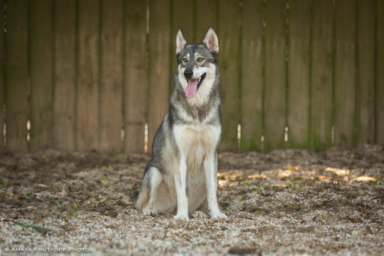 Sponsor/Virtually Adopt a VRC Dog or Cat Villalobos Rescue Center