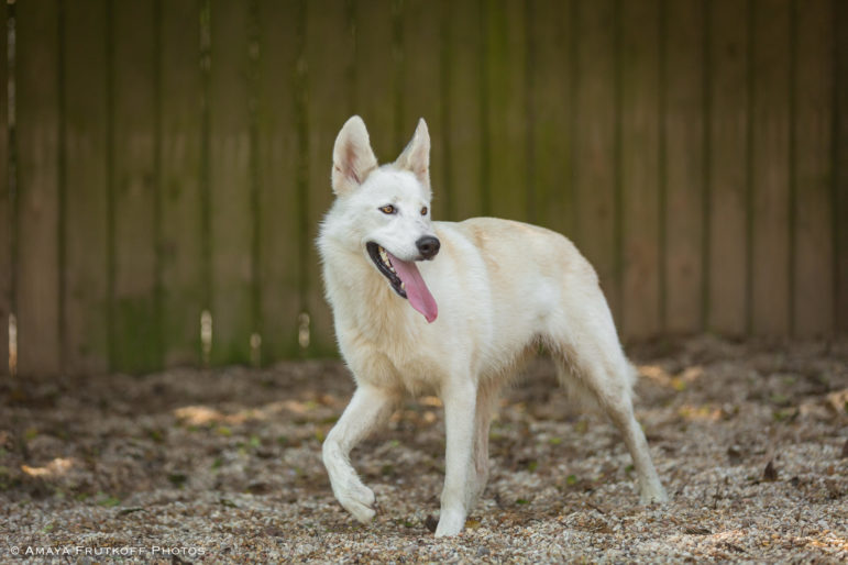 Sponsor/Virtually Adopt a VRC Dog or Cat Villalobos Rescue Center