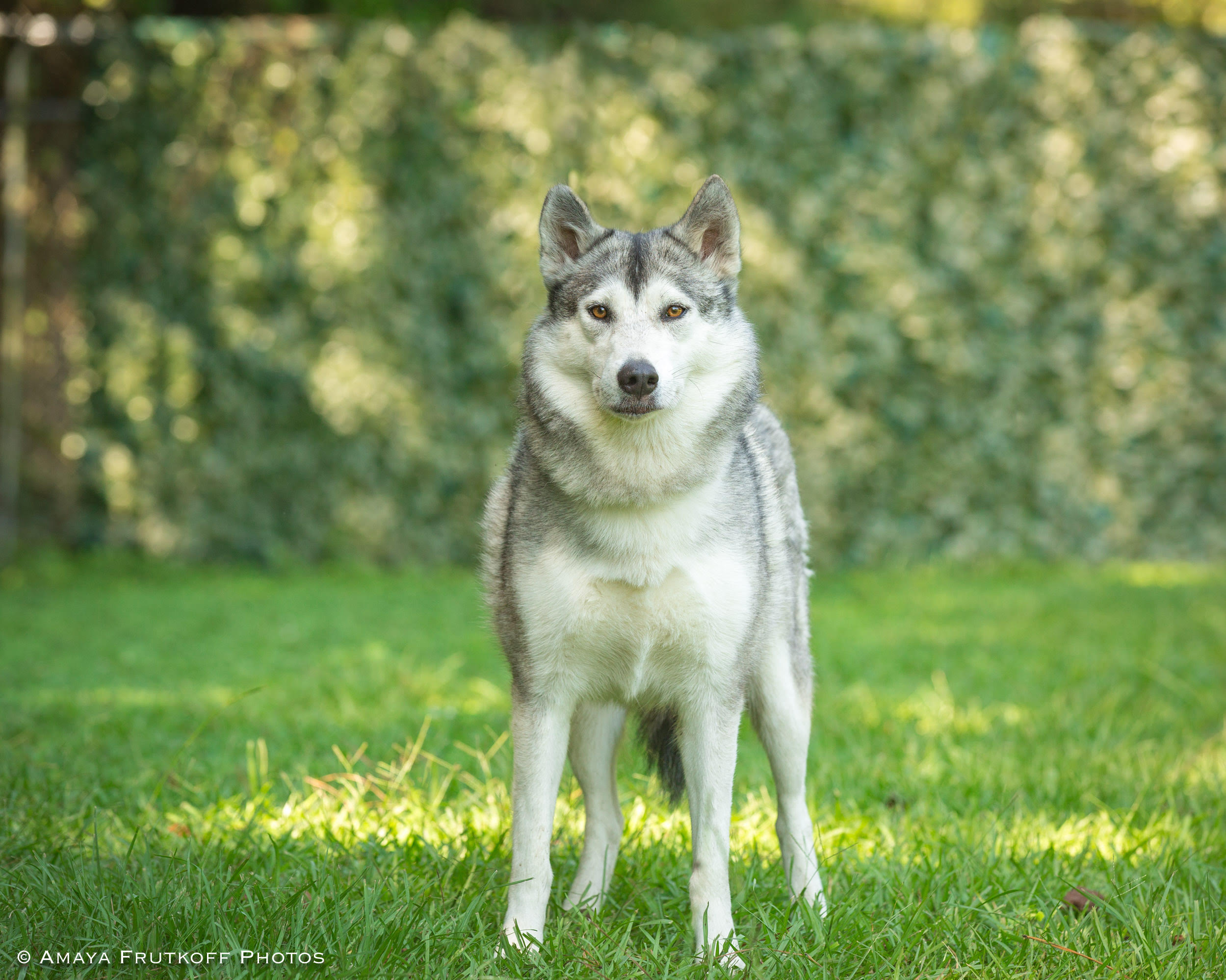 NYMERIA - Villalobos Rescue Center