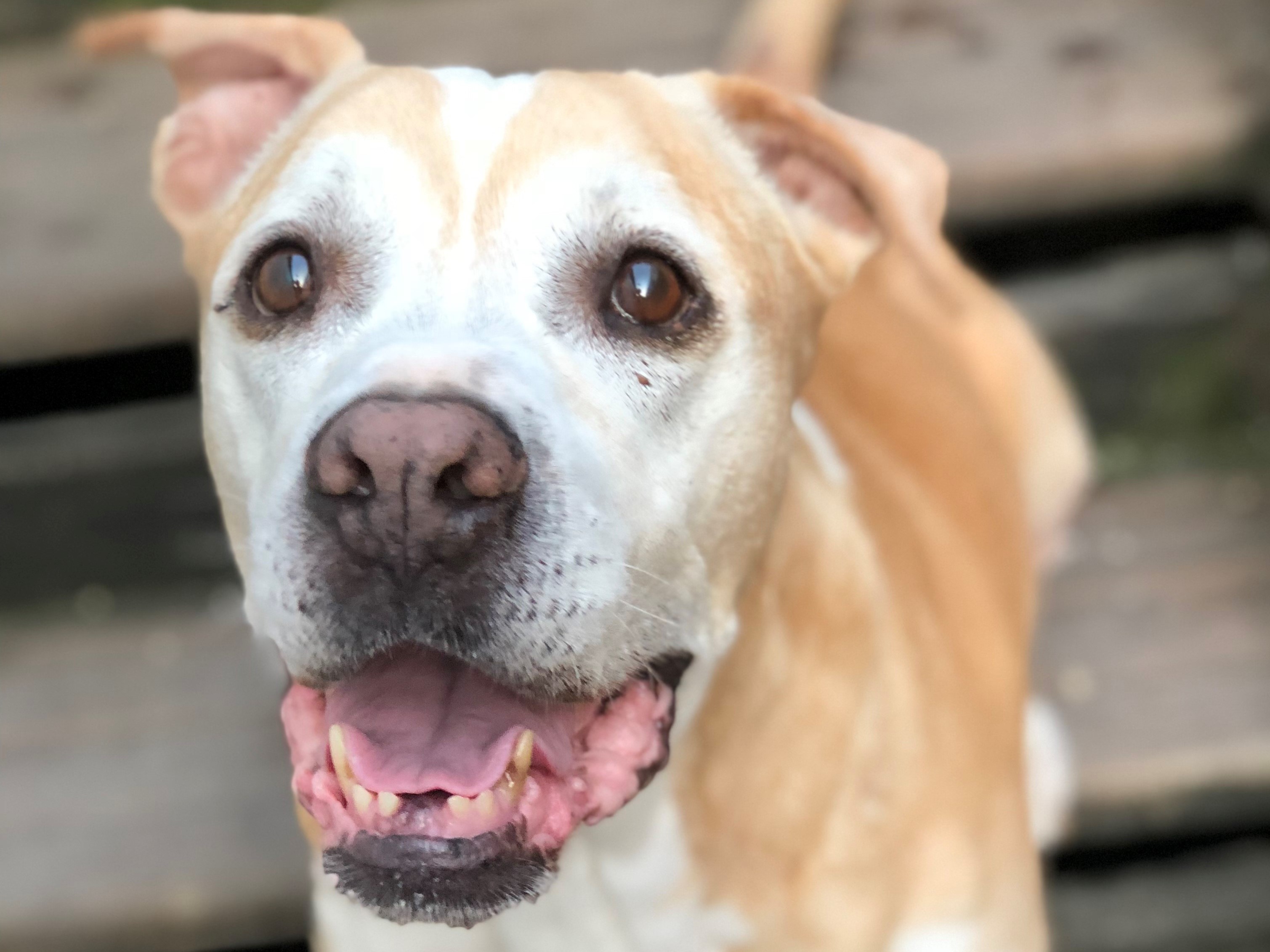 senior pitbull rescue near me