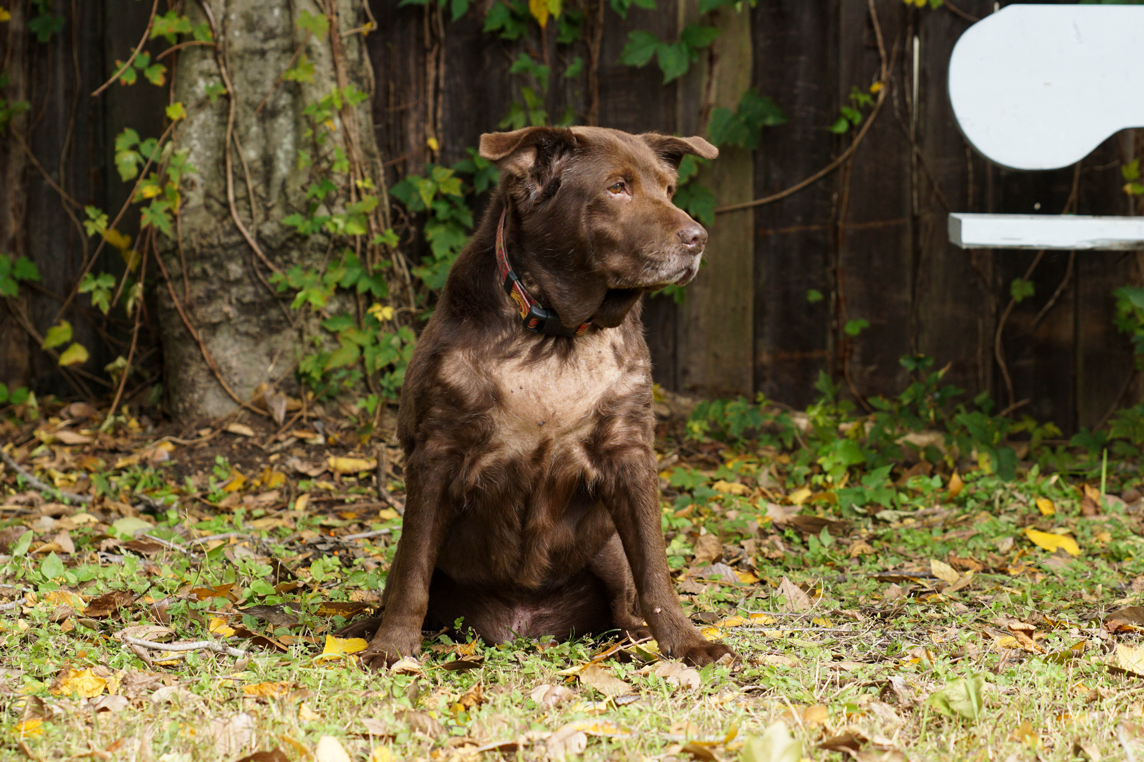 Home - Villalobos Rescue Center