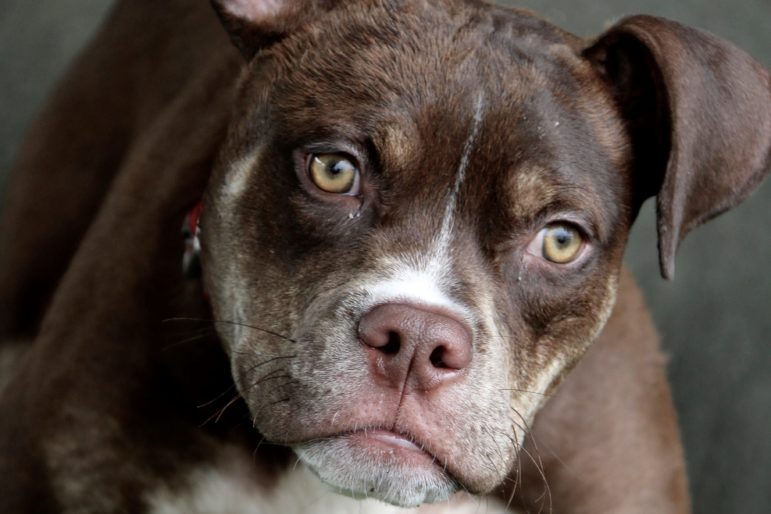 Sponsor/Virtually Adopt a VRC Dog or Cat Villalobos Rescue Center