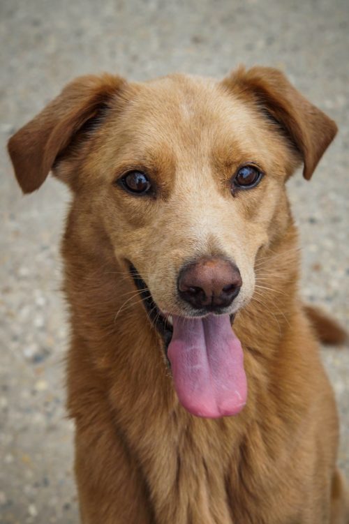 BRINKLEY - Villalobos Rescue Center