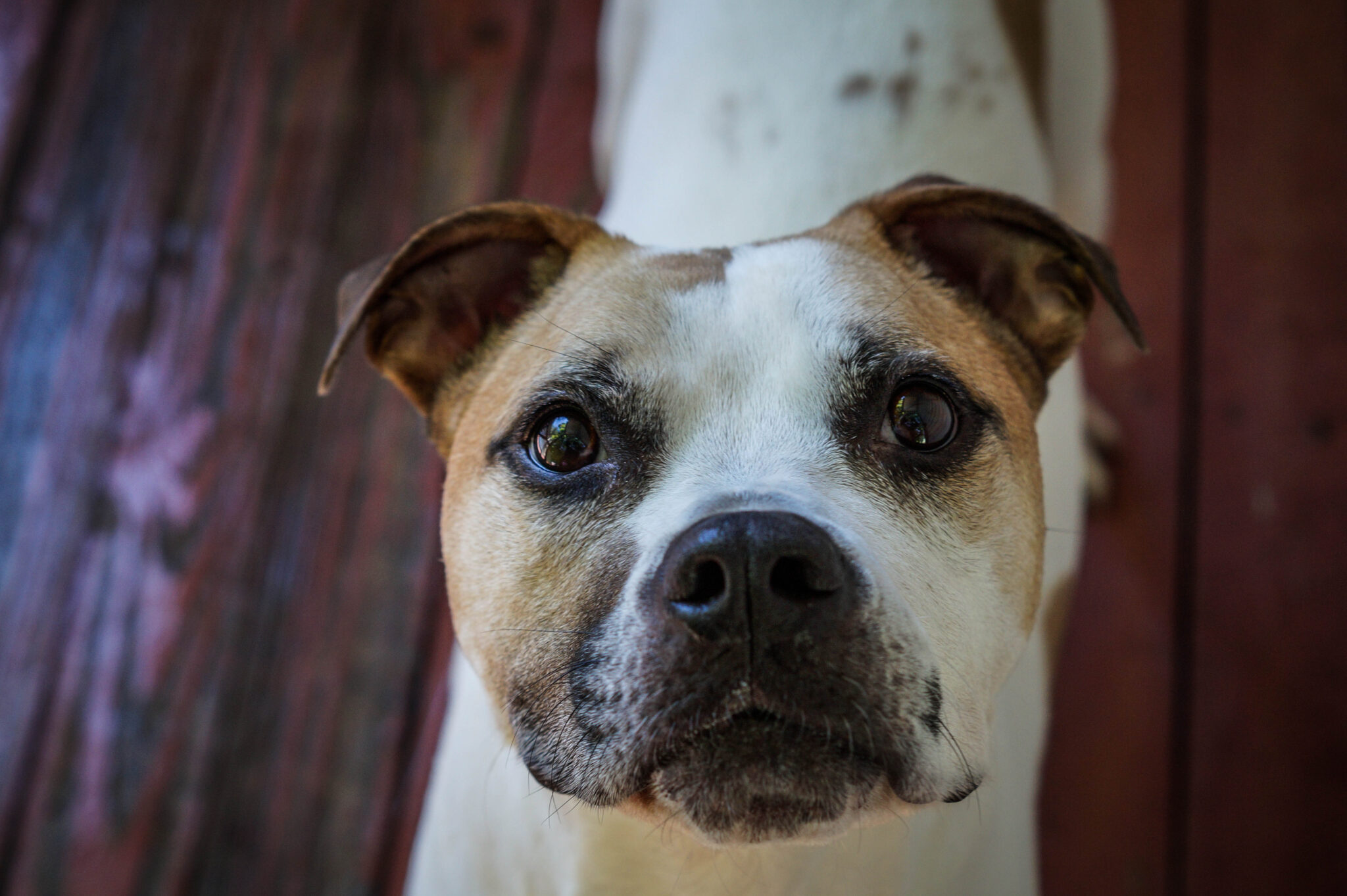 Sponsor/Virtually Adopt a VRC Dog or Cat Villalobos Rescue Center