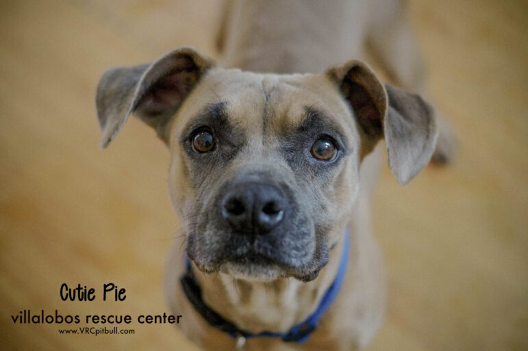 Sponsor/Virtually Adopt a VRC Dog or Cat Villalobos Rescue Center