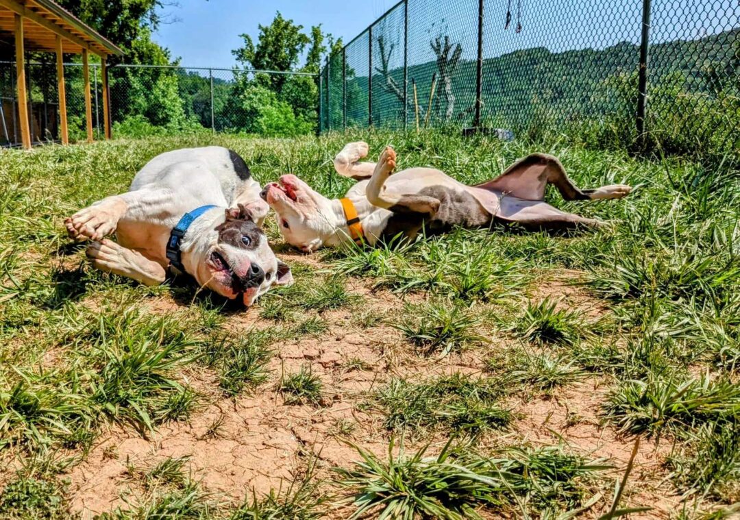 PEANUTS Villalobos Rescue Center