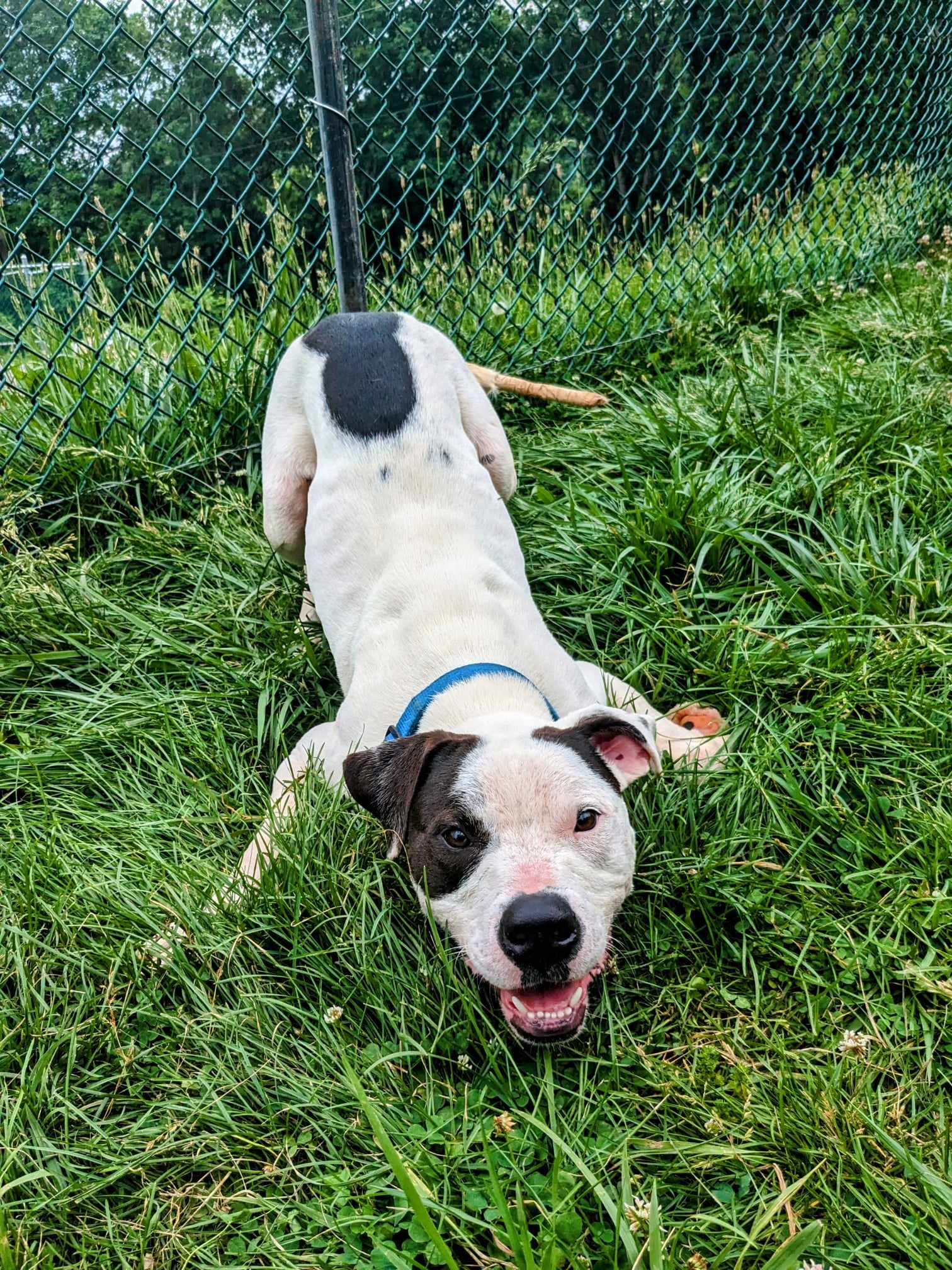 PEANUTS - Villalobos Rescue Center