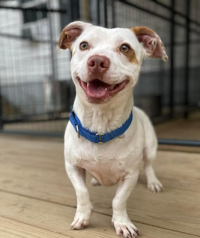 WISHBONE - Villalobos Rescue Center