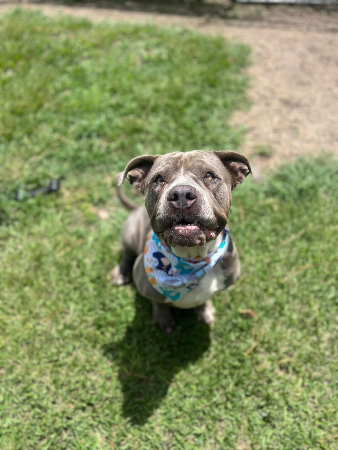 ADLEY - Villalobos Rescue Center